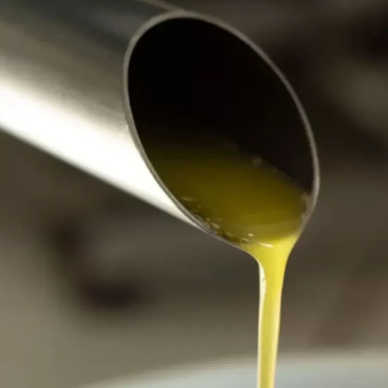 Primeiro azeite extravirgem do Nordeste é produzido em Rio de Contas