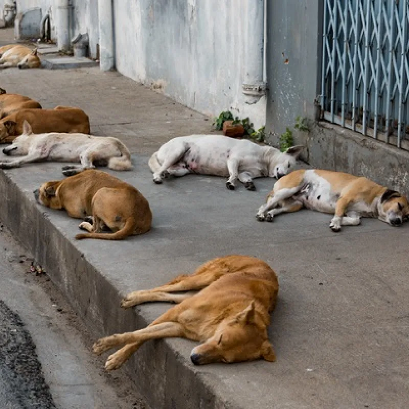 Prefeitura de Barra da Estiva firma convênio para ampliar castração e proteção de animais em situação de rua