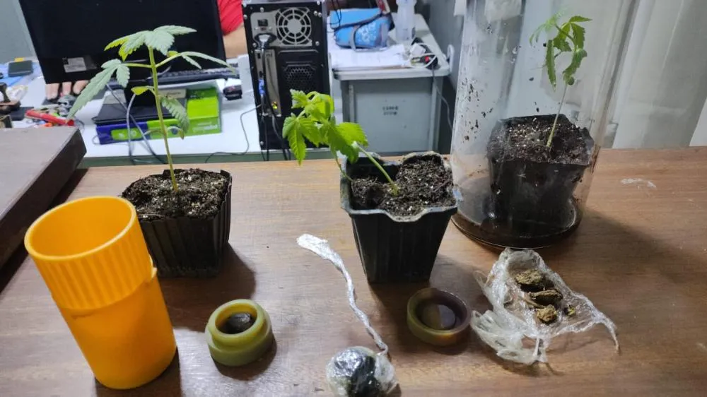 No município de Tanhaçu, suposto Engenheiro Agrônomo é detido pela polícia porçoes e mudas de Maconha