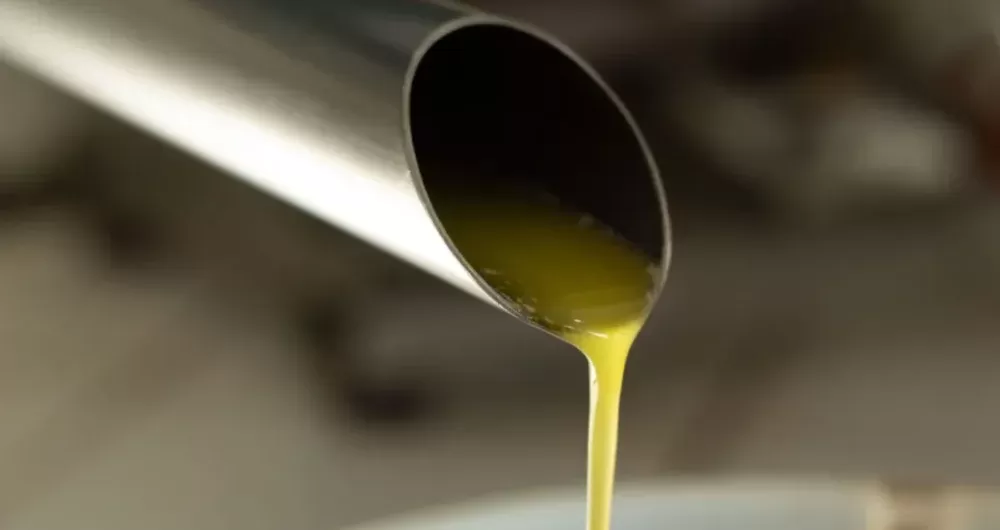 Primeiro azeite extravirgem do Nordeste é produzido em Rio de Contas