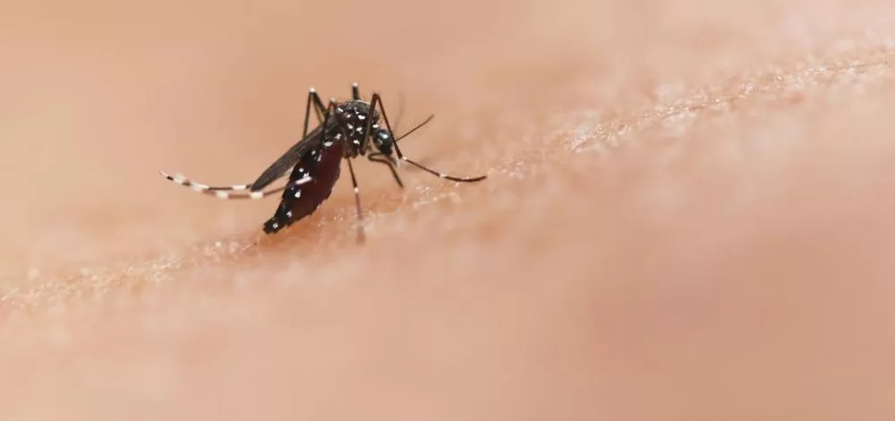 Mais de 40% das cidades baianas decretaram situação de emergência devido a dengue