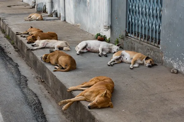 Prefeitura de Barra da Estiva firma convênio para ampliar castração e proteção de animais em situação de rua