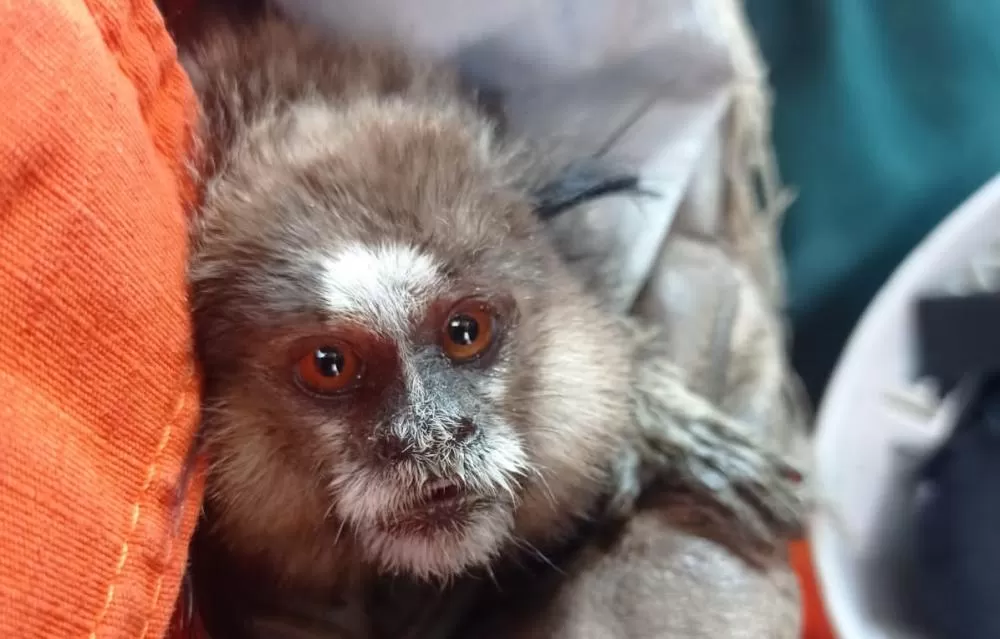 Guarnição de combate a incêndio florestal resgata mico em área atingida por queimada em Andaraí