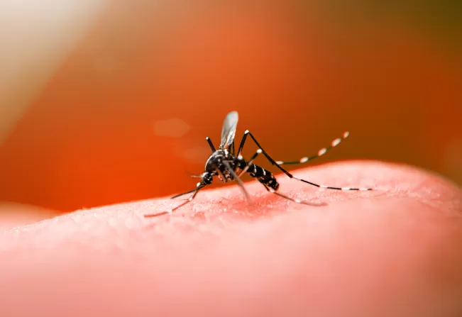 13 municípios da Bahia estão com epidemia de dengue, indica SESAB