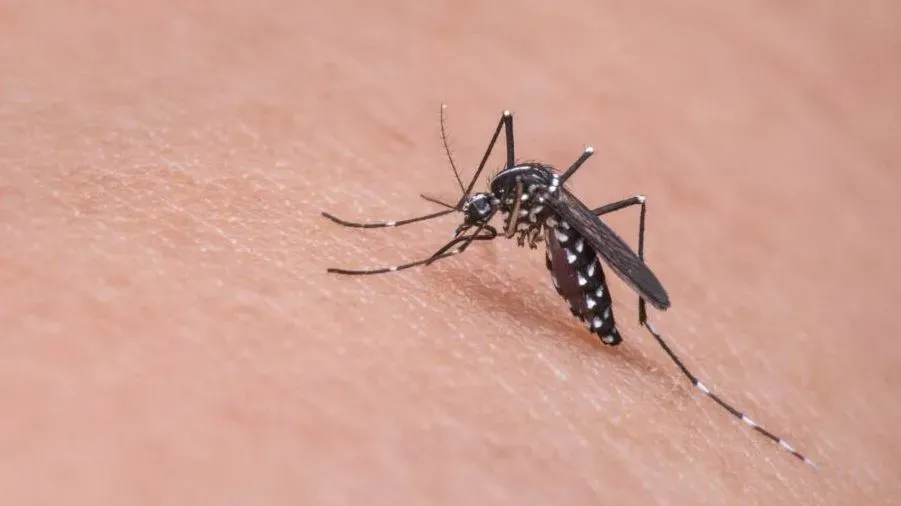Bahia registra aumento de quase 500% no número de casos de dengue